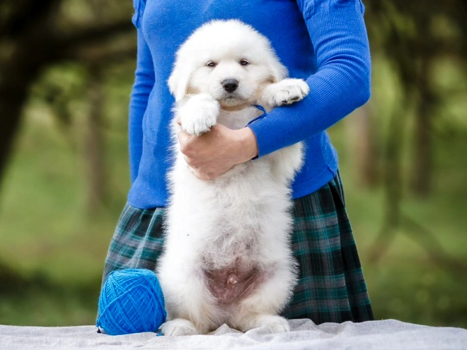 Maremma Abruzzo Sheepdog puppy for sale