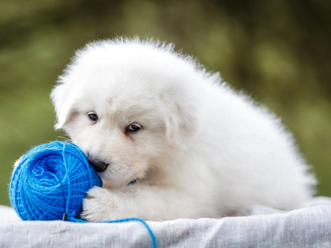 Maremma Abruzzo Sheepdog puppy for sale