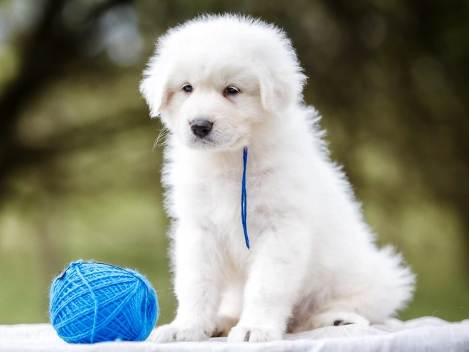 Maremma Abruzzo Sheepdog puppy for sale