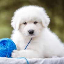 Willy, white Maremma Abruzzo Sheepdog Welpen kaufen