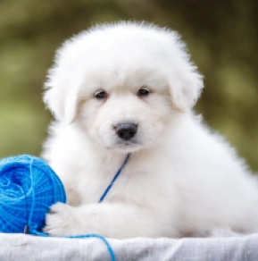 Maremma Abruzzo Sheepdog puppy for sale