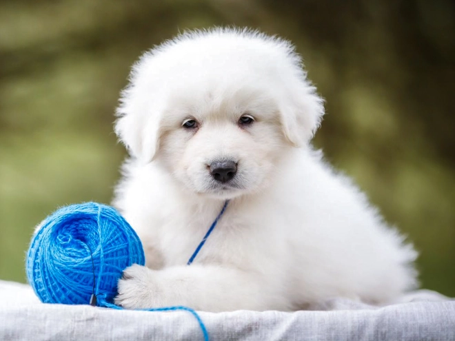 Maremma Abruzzo Sheepdog puppy for sale