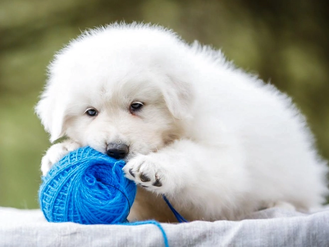 Maremma Abruzzo Sheepdog puppy for sale
