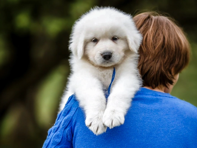 Maremma Abruzzo Sheepdog puppy for sale