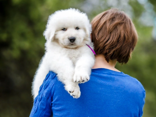 Maremma Abruzzo Sheepdog puppy for sale