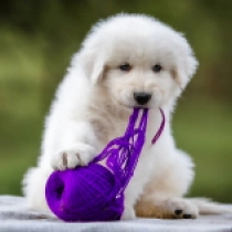 Adam, white Maremma Abruzzo Sheepdog Welpen kaufen