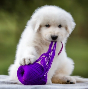 Maremma Abruzzo Sheepdog puppy for sale