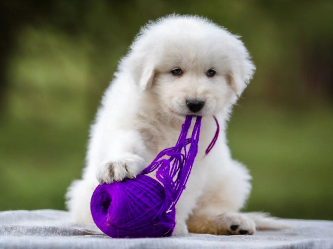Maremma Abruzzo Sheepdog puppy for sale