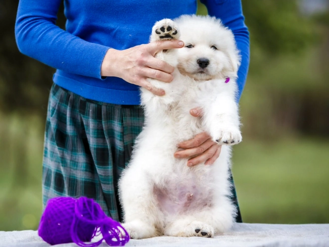 Maremma Abruzzo Sheepdog puppy for sale