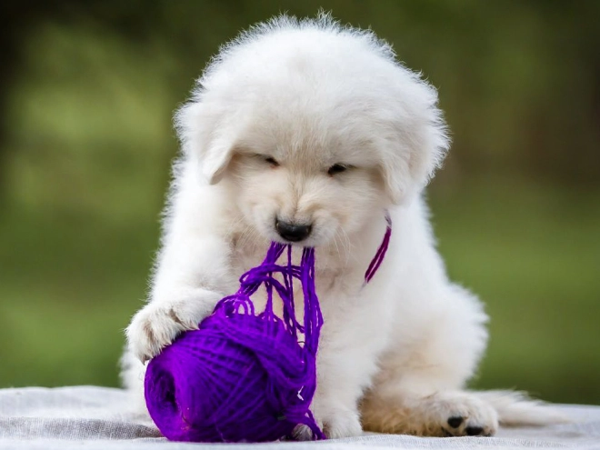 Maremma Abruzzo Sheepdog puppy for sale