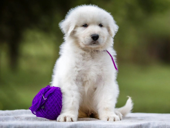 Maremma Abruzzo Sheepdog puppy for sale