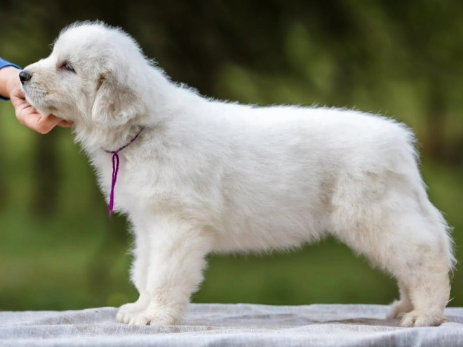 Maremma Abruzzo Sheepdog puppy for sale