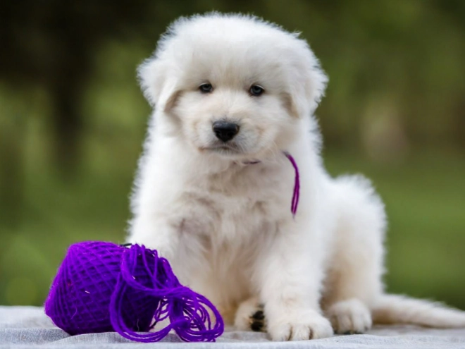 Maremma Abruzzo Sheepdog puppy for sale