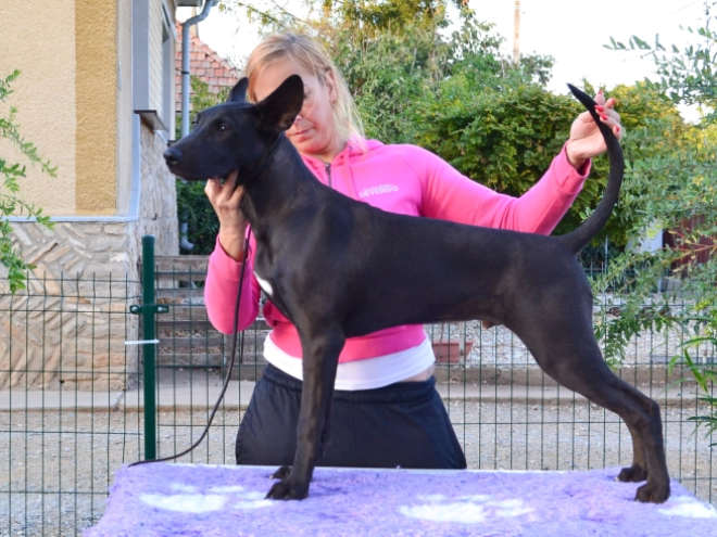 Mexican Hairless Dog puppy for sale