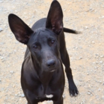 Leslie,  Mexican Hairless Dog for sale