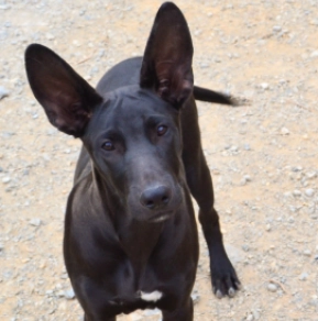 Mexican Hairless Dog puppy for sale