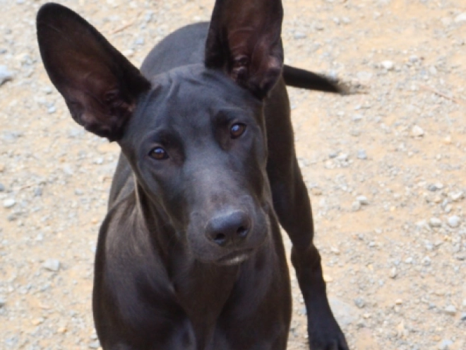 Mexican Hairless Dog puppy for sale