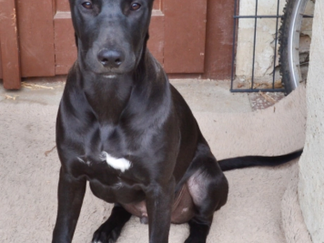 Mexican Hairless Dog puppy for sale
