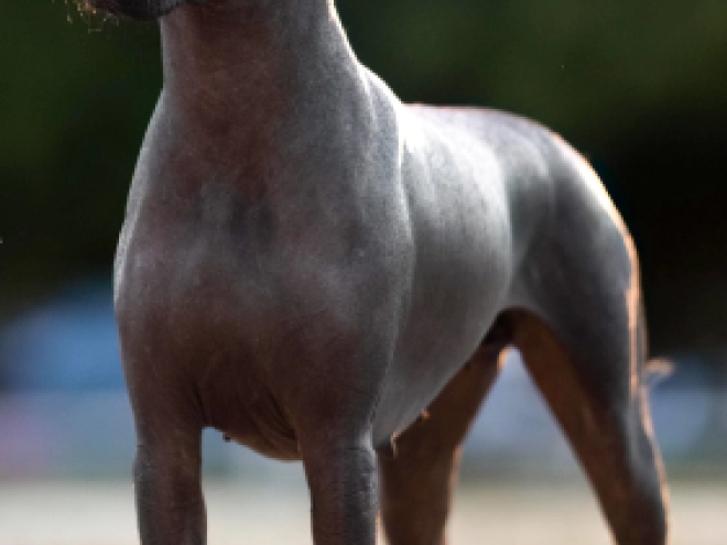 Mexican Hairless Dog puppy for sale