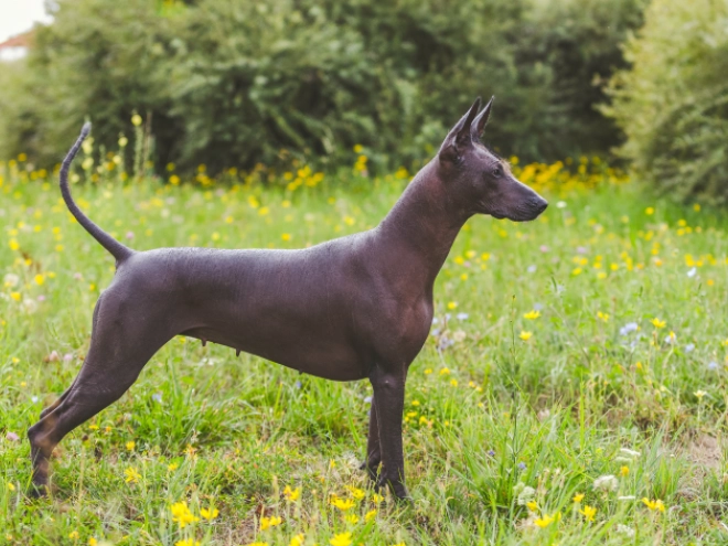 Mexican Hairless Dog puppy for sale