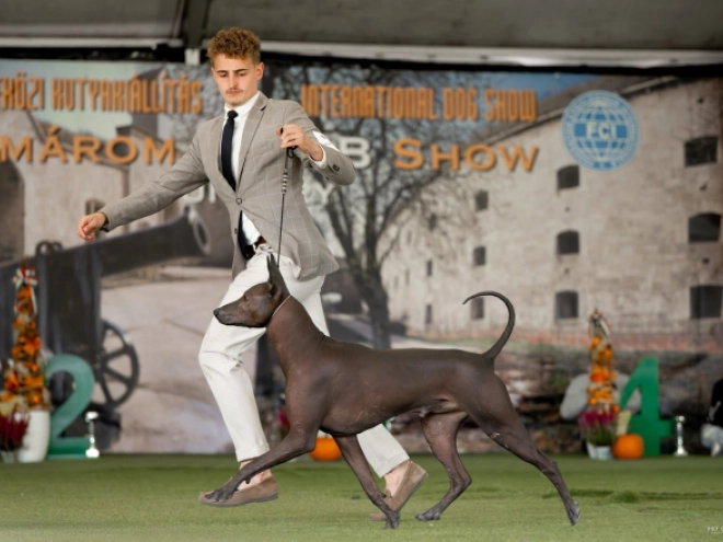 Mexican Hairless Dog puppy for sale