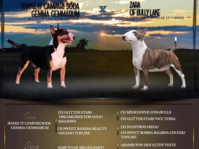 Mini Bullterrier Welpe zu verkaufen