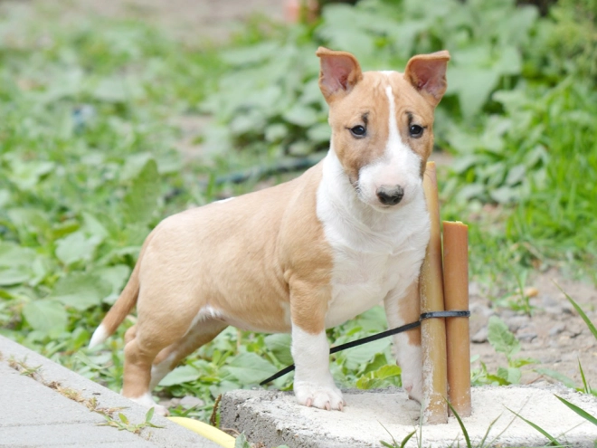 Mini Bullterrier Welpe zu verkaufen