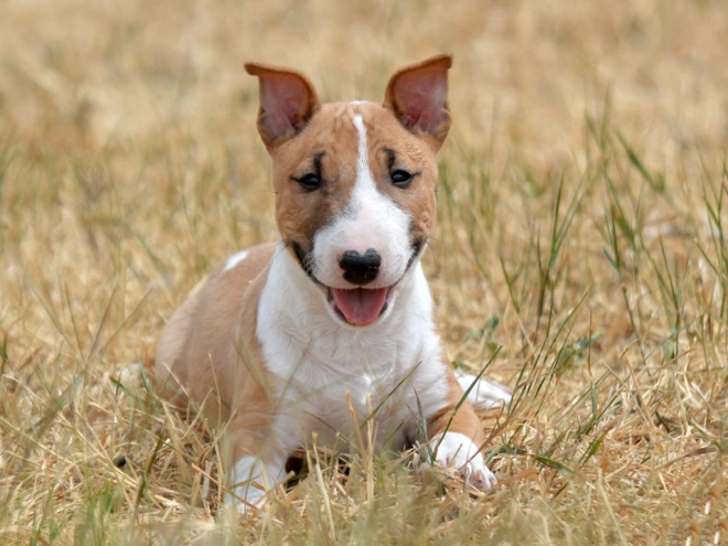 Mini Bullterrier Welpe zu verkaufen