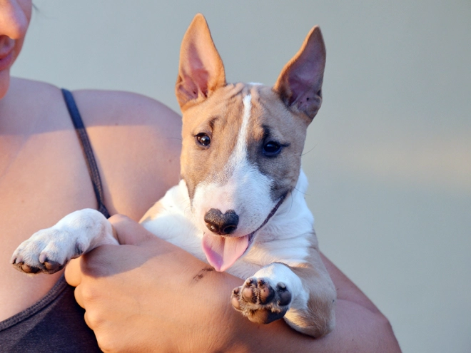 Mini Bullterrier Welpe zu verkaufen