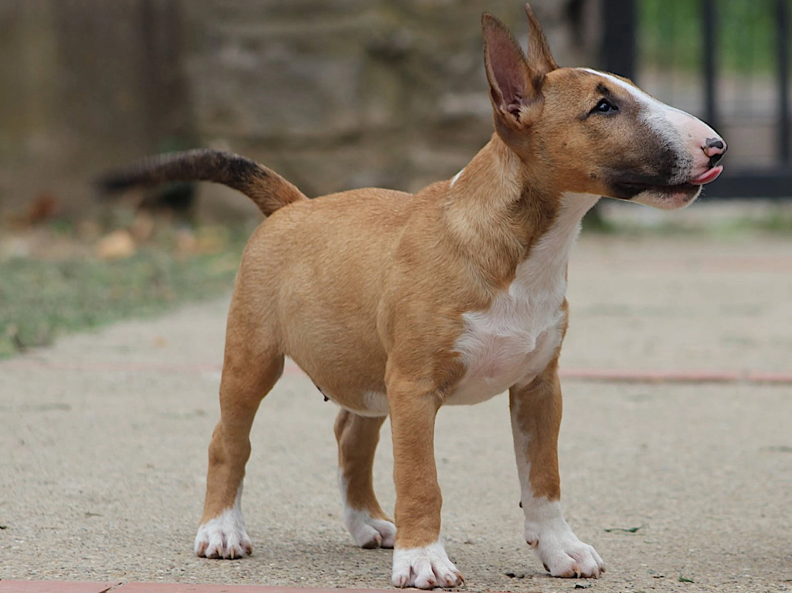 Selective Breeding Original Bull Terrier Look Girly Miniature
