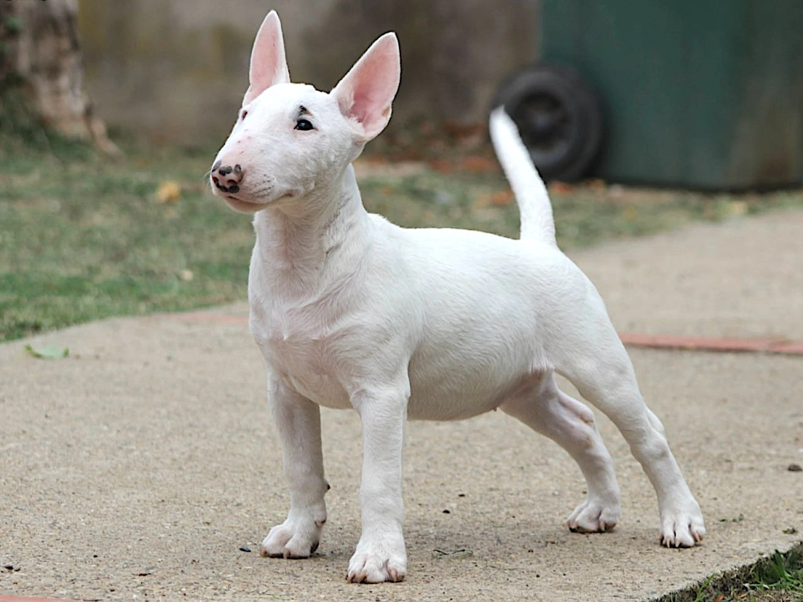 Haze Miniature Bullterrier Puppy for sale EuroPuppy - Main Image