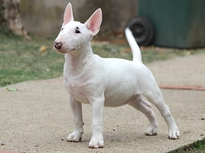 Miniature Bullterrier puppy for sale