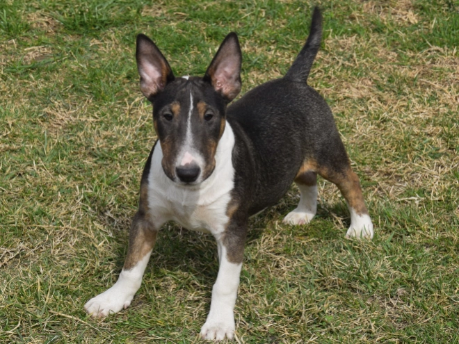 Mini Bullterrier Welpe zu verkaufen