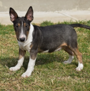 Mini Bullterrier Welpe zu verkaufen