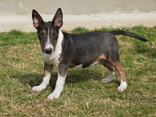 Mini Bullterrier Welpe zu verkaufen
