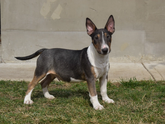Mini Bullterrier Welpe zu verkaufen