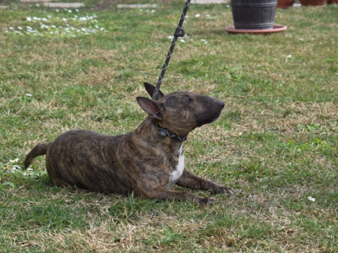Mini Bullterrier Welpe zu verkaufen