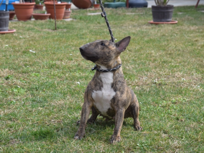 Mini Bullterrier Welpe zu verkaufen