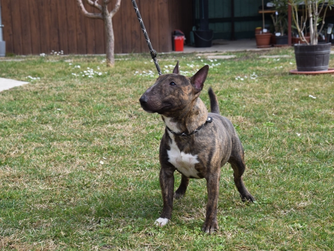 Mini Bullterrier Welpe zu verkaufen