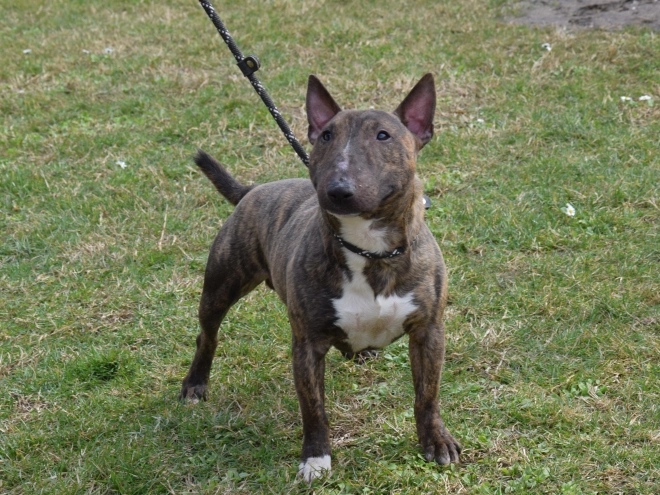 Mini Bullterrier Welpe zu verkaufen