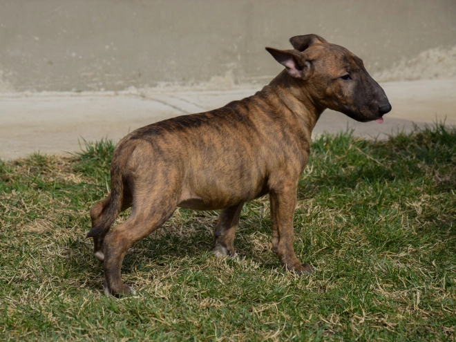 Mini Bullterrier Welpe zu verkaufen