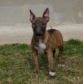 Mini Bullterrier Welpe zu verkaufen