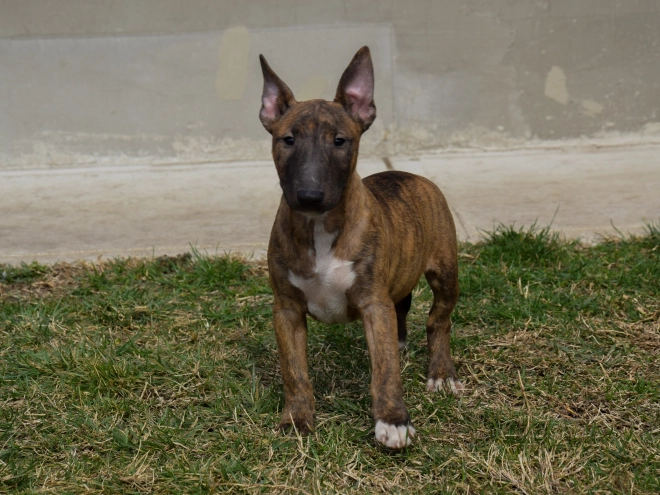 Mini Bullterrier Welpe zu verkaufen