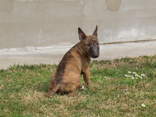 Mini Bullterrier Welpe zu verkaufen