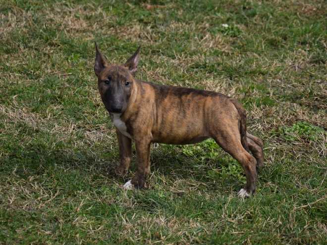 Mini Bullterrier Welpe zu verkaufen
