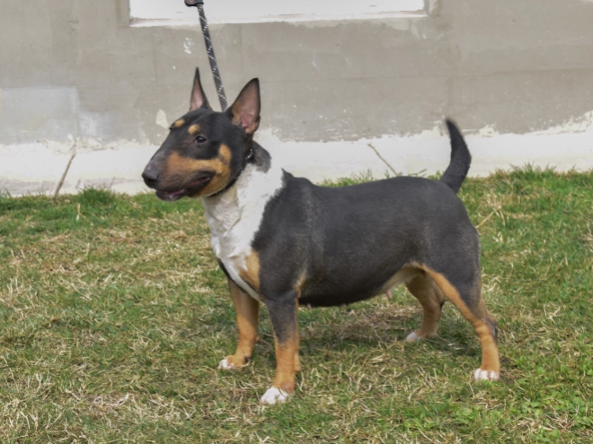Mini Bullterrier Welpe zu verkaufen