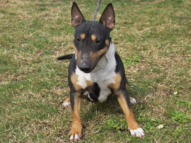Mini Bullterrier Welpe zu verkaufen