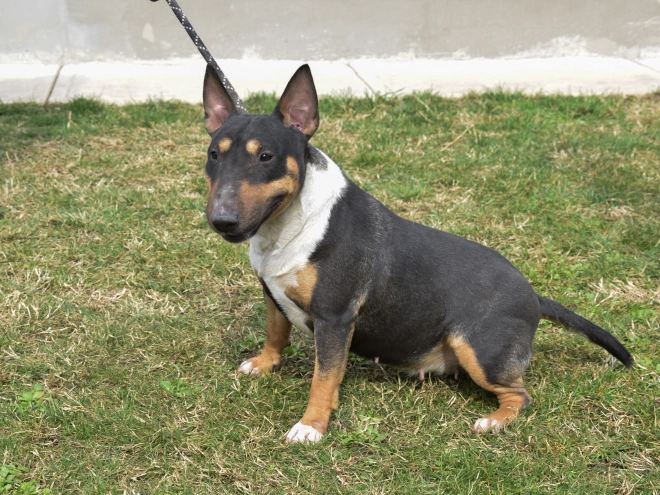 Mini Bullterrier Welpe zu verkaufen
