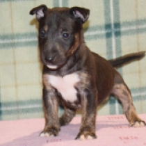 Dixon, tricolor Bull Terrier Miniatura en venta