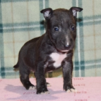 Nasty, tricolor Bull Terrier Miniatura en venta